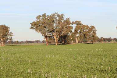 Cropping Sold - NSW - Cootamundra - 2590 - Held By The One family Since 1896  (Image 2)