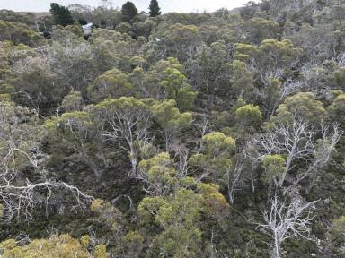 Residential Block For Sale - TAS - Tods Corner - 7030 - Large Allotment  (Image 2)