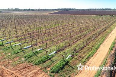 Horticulture For Sale - NSW - Coomealla - 2717 - Exceptional 23ha Tablegrape Vineyard in Coomealla  (Image 2)