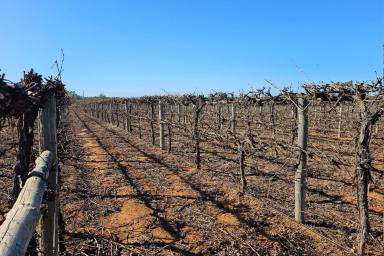 Horticulture For Sale - VIC - Robinvale - 3549 - ESTABLISHED WINEGRAPE VINEYARD - LOCATION IS KEY  (Image 2)