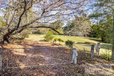 Acreage/Semi-rural Sold - NSW - Bellingen - 2454 - Create your vision with this Rural Gem  (Image 2)