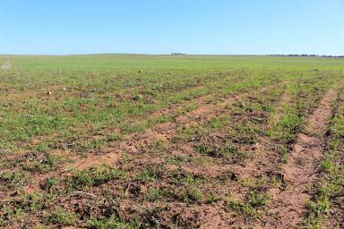 Cropping Sold - VIC - Murrayville - 3512 - MENZELS  (Image 2)