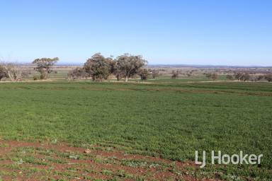 Other (Rural) Sold - NSW - Inverell - 2360 - SOLD BY WAYNE DALEY  (Image 2)