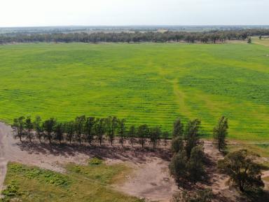 Mixed Farming For Sale - NSW - West Wyalong - 2671 - Some Of The Best Value Cropping Country In NSW  (Image 2)
