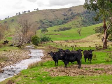 Other (Rural) For Sale - NSW - Jingellic - 2642 - Excellent Upper Murray Cattle Grazing  (Image 2)
