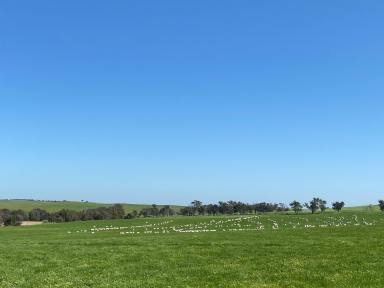 Livestock Sold - NSW - Boorowa - 2586 - Turnkey Grazing and Mixed Farming Asset Within the Southwest Slopes of New South Wales  (Image 2)