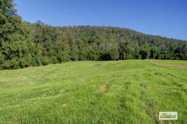 Other (Rural) Sold - NSW - Marlee - 2429 - MAGNIFICENT FARM JUST MINUTES FROM TOWN  (Image 2)
