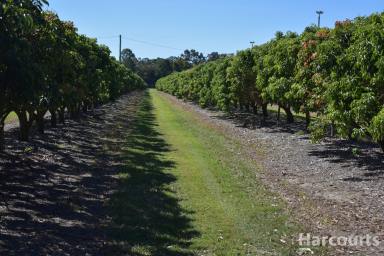 Horticulture For Sale - QLD - Welcome Creek - 4670 - Lychee Farm with Big income  (Image 2)
