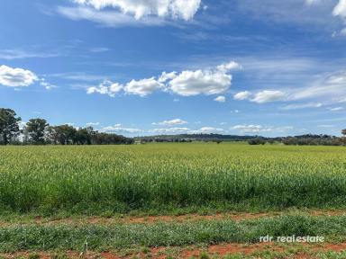 Mixed Farming For Sale - NSW - Inverell - 2360 - CLIFTON  (Image 2)