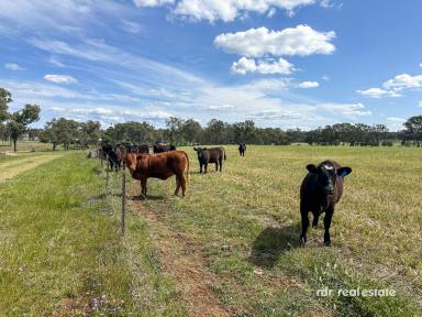 Mixed Farming For Sale - NSW - Inverell - 2360 - CLIFTON  (Image 2)