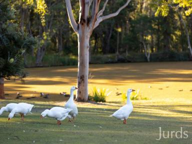Lifestyle Sold - NSW - Quorrobolong - 2325 - Hunter Valley Sanctuary  (Image 2)
