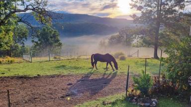 Other (Rural) Sold - NSW - Yarrowitch - 2354 - High Rainfall Cattle Grazing Acres  (Image 2)