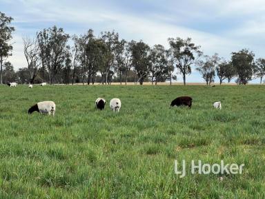 Livestock Sold - NSW - Delungra - 2403 - SOLD BY WAYNE DALEY  (Image 2)