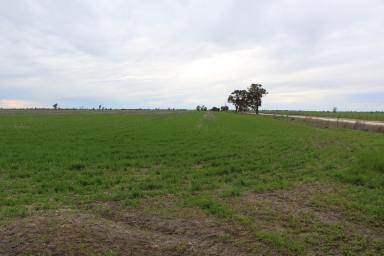Cropping Sold - SA - Custon - 5269 - TOP CROP LAND IN "THE GOOD COUNTRY"  (Image 2)