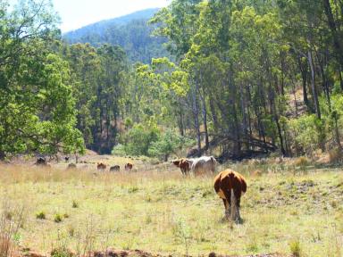 Lifestyle Sold - NSW - Rocky River - 2372 - DIRECT RIVER FRONTAGE  (Image 2)