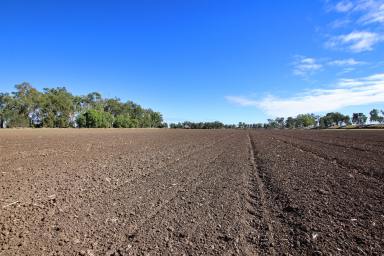 Cropping Sold - QLD - Thangool - 4716 - Callide Valley Food Bowl - Crops, Beef, Hay  (Image 2)
