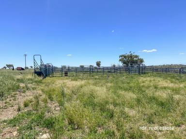Mixed Farming For Sale - NSW - Inverell - 2360 - LISTON  (Image 2)