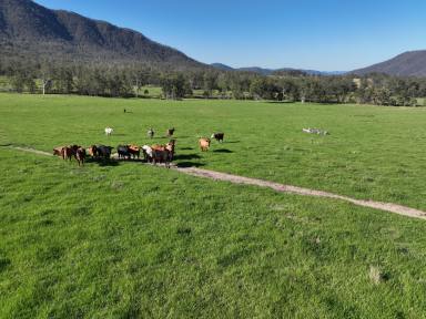 Livestock For Sale - NSW - Newton Boyd - 2370 - High Rainfall, Commercial Scale Breeding Platform  (Image 2)