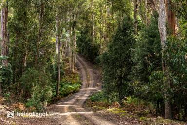 Residential Block For Sale - TAS - Kettering - 7155 - Secluded Forest  (Image 2)