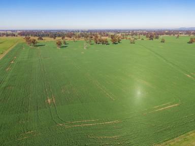Mixed Farming Sold - NSW - Bulgary - 2650 - Highway & Permanent Creek Frontage. An Excellent Broadacre Opportunity.  (Image 2)