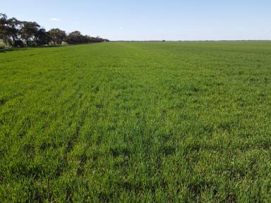 Cropping Sold - VIC - Meering West - 3579 - TRUE MALLEE COUNTRY IN 2 ADJOINING TITLES  (Image 2)