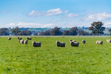 Mixed Farming For Sale - NSW - Stockinbingal - 2725 - Prime Mixed Farming and Grazing Asset with Approved Building Entitlement  (Image 2)