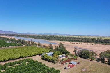 Other (Rural) For Sale - QLD - Kirknie - 4806 - 20 Acre Lime Orchard - House - Sheds - Machinery  (Image 2)