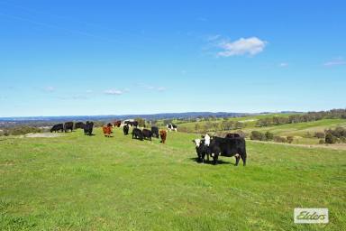 Acreage/Semi-rural Sold - VIC - Elphinstone - 3448 - AMAZING PANORAMIC VIEWS, PRIVACY & A SPRAWLING HOMESTEAD  (Image 2)