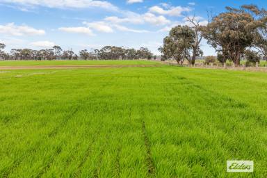 Cropping Sold - VIC - Bridgewater - 3516 - Prime Farming Property Near the Loddon River  (Image 2)