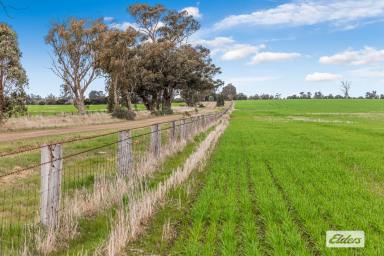 Cropping Sold - VIC - Bridgewater - 3516 - Prime Farming Property Near the Loddon River  (Image 2)