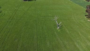 Mixed Farming For Sale - SA - Bordertown - 5268 - Genuine Mixed Farming / Irrigation Property  (Image 2)