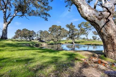 Residential Block Sold - SA - Flaxman Valley - 5235 - Price Reduced! “Spring Gully" Mt McKenzie, stunning property, productive, big gums, permanent water. 10 min from Angaston.  (Image 2)