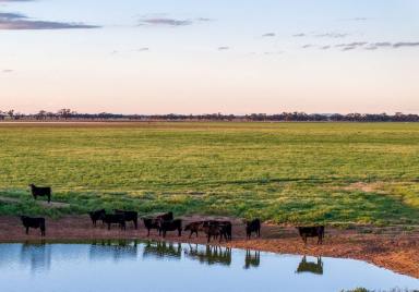 Mixed Farming For Sale - NSW - Leeton - 2705 - Riverina Mixed Farming Opportunity  (Image 2)