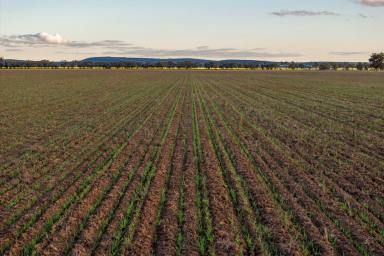 Mixed Farming For Sale - NSW - Leeton - 2705 - Riverina Mixed Farming Opportunity  (Image 2)
