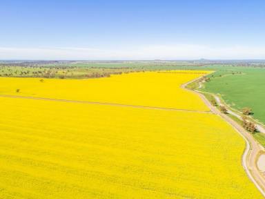 Mixed Farming Sold - NSW - Corinella - 2871 - SUNSHINE FARMS AGGREGATION | Lachlan Valley Region, NSW  (Image 2)