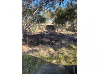 Mixed Farming For Sale - NSW - Binalong - 2584 - Mylora  (Image 2)