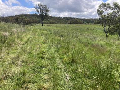 Lifestyle Sold - NSW - Cassilis - 2329 - Grazing Acres!  (Image 2)