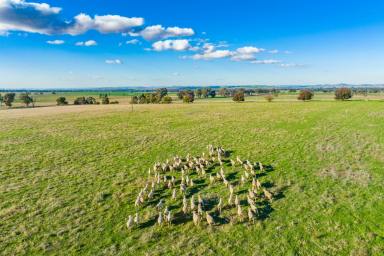 Other (Rural) Sold - NSW - Wattamondara - 2794 - ONE OF THE DISTRICTS SIGNATURE HOMESTEADS!  (Image 2)