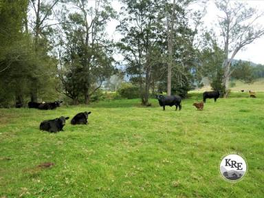 Livestock For Sale - NSW - Kyogle - 2474 - "FAWCETT CREEK FARM"  (Image 2)