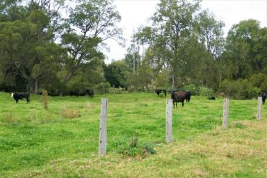 Livestock For Sale - NSW - Kyogle - 2474 - "FAWCETT CREEK FARM"  (Image 2)