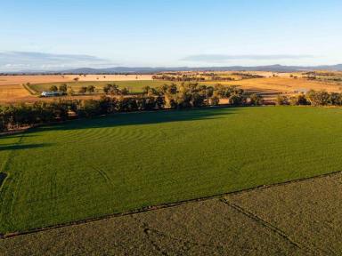 Mixed Farming Sold - NSW - Canowindra - 2804 - Fairview  (Image 2)