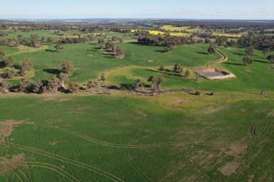 Mixed Farming For Sale - WA - Talbot - 6302 - Prime land in a reliable area approx 295ha (728acres)  (Image 2)