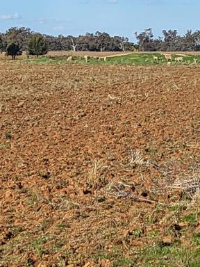 Cropping For Sale - NSW - Forbes - 2871 - Affordable Starter Block  (Image 2)