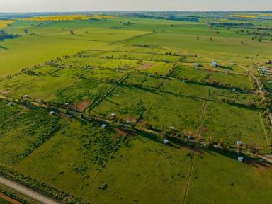 Livestock For Sale - NSW - Wagga Wagga - 2650 - Multiple Income Streams – Renowned Mixed Farming Region  (Image 2)