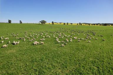 Livestock For Sale - NSW - Wagga Wagga - 2650 - Multiple Income Streams – Renowned Mixed Farming Region  (Image 2)