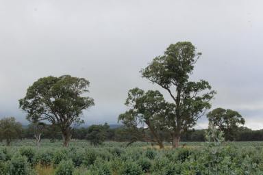 Other (Rural) Sold - VIC - Cavendish - 3314 - REVERSION OPPORTUNITY - WESTERN VICTORIA  (Image 2)