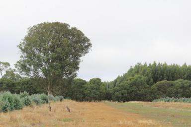 Other (Rural) Sold - VIC - Cavendish - 3314 - REVERSION OPPORTUNITY - WESTERN VICTORIA  (Image 2)