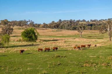 Livestock For Sale - NSW - Mountain Creek - 2644 - Blue Chip Holbrook Region  (Image 2)