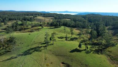 Lifestyle For Sale - QLD - Bellthorpe - 4514 - HINTERLAND RETREAT  (Image 2)