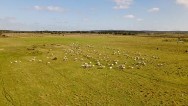 Mixed Farming Sold - SA - Mount McIntyre - 5279 - Rare Opportunity in such a reliable area.  (Image 2)